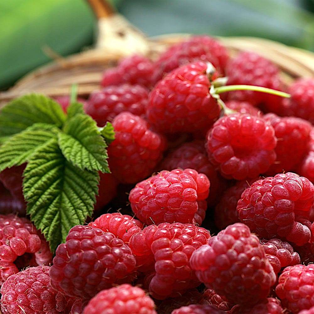Zmeur Fupi, remontant, fructe dulci-acrisor aromate, productie de toamna