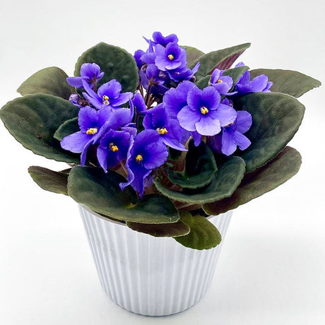 Violeta de Parma, Saintpaulia More Lips, cu flori albastre, plante inflorita, de interior