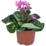 Violeta de Parma, Saintpaulia More Lips, cu flori roz-pal, plante inflorita, de interior, intretinere minima