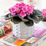 Violeta de Parma, Saintpaulia More Lips, cu flori roz-pal, plante inflorita, de interior, intretinere minima