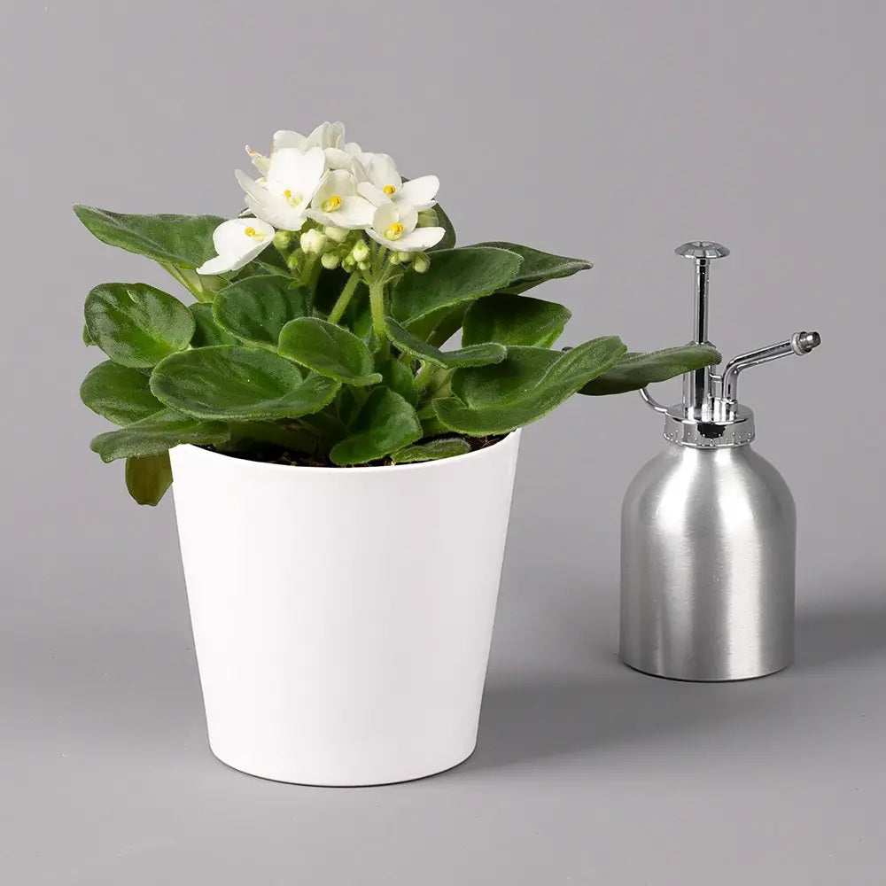 Violeta de Parma, Saintpaulia More Lips, cu flori albe, plante inflorita, de interior, intretinere minima