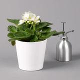 Violeta de Parma, Saintpaulia More Lips, cu flori albe, plante inflorita, de interior, intretinere minima