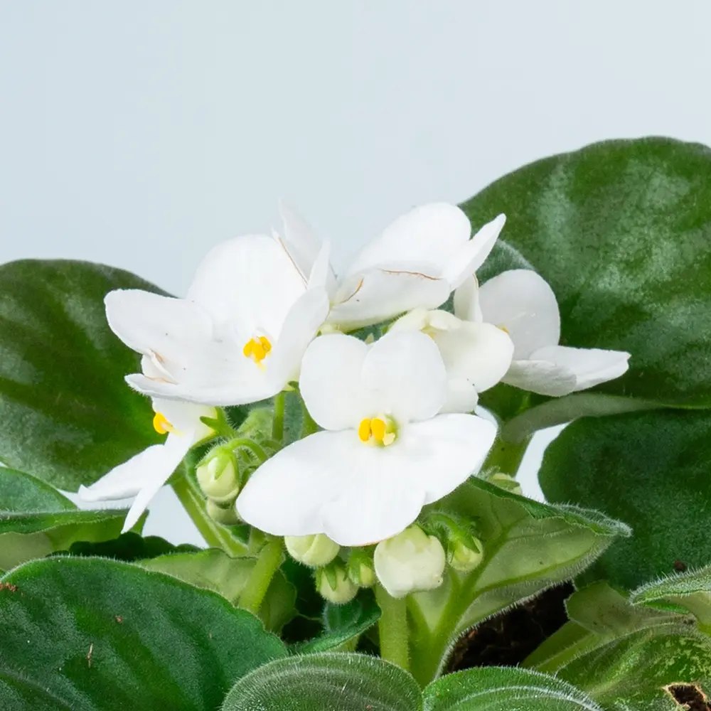 Violeta de Parma, Saintpaulia More Lips, cu flori albe, plante inflorita, de interior, intretinere minima