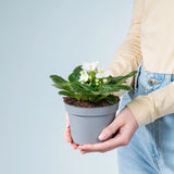 Violeta de Parma, Saintpaulia More Lips, cu flori albe, plante inflorita, de interior, intretinere minima