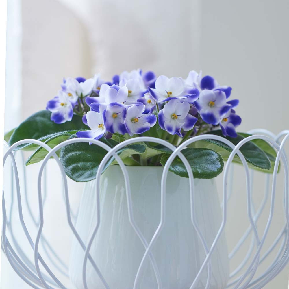 Violeta de Parma, Saintpaulia More Lips, cu flori albastru-alb, plante inflorita, de interior, intretinere minima