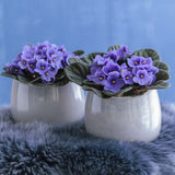 Violeta de Parma, Saintpaulia More Lips, cu flori albastre, plante inflorita, de interior, intretinere minima