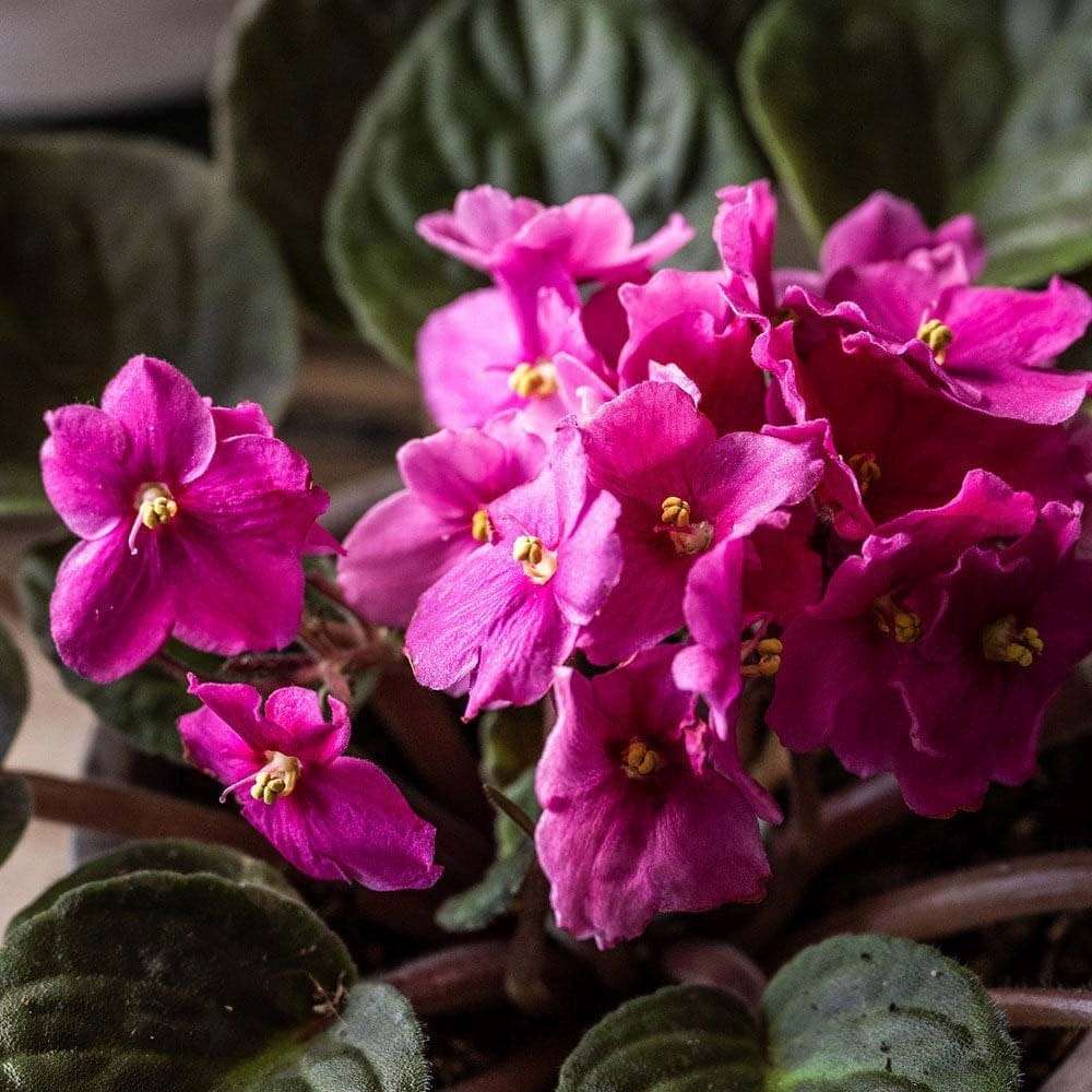 Violeta de Parma, Saintpaulia More Lips, cu flori roz-inchis, plante inflorita, de interior, intretinere minima