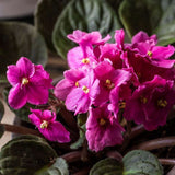 Violeta de Parma, Saintpaulia More Lips, cu flori roz-inchis, plante inflorita, de interior, intretinere minima