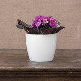 Violeta de Parma, Saintpaulia More Lips, cu flori roz-inchis, plante inflorita, de interior, intretinere minima