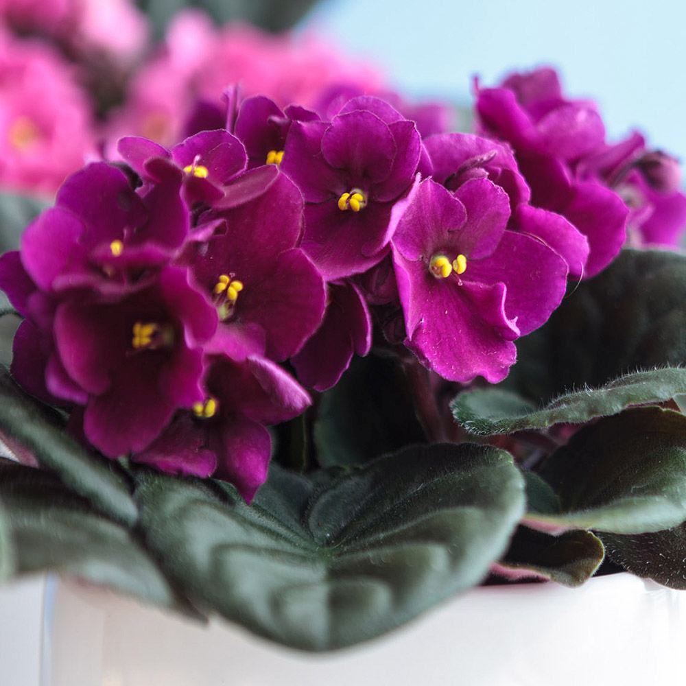 Violeta de Parma, Saintpaulia More Lips, cu flori roz-inchis, plante inflorita, de interior, intretinere minima