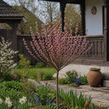 Salcie Pitica Copacel Japoneza Mount Aso, cu matisori roz-somon, arbust ornamental compact, rezistent la ger
