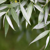 Salcie Alba (Salix alba), cu frunze argintii luminoase