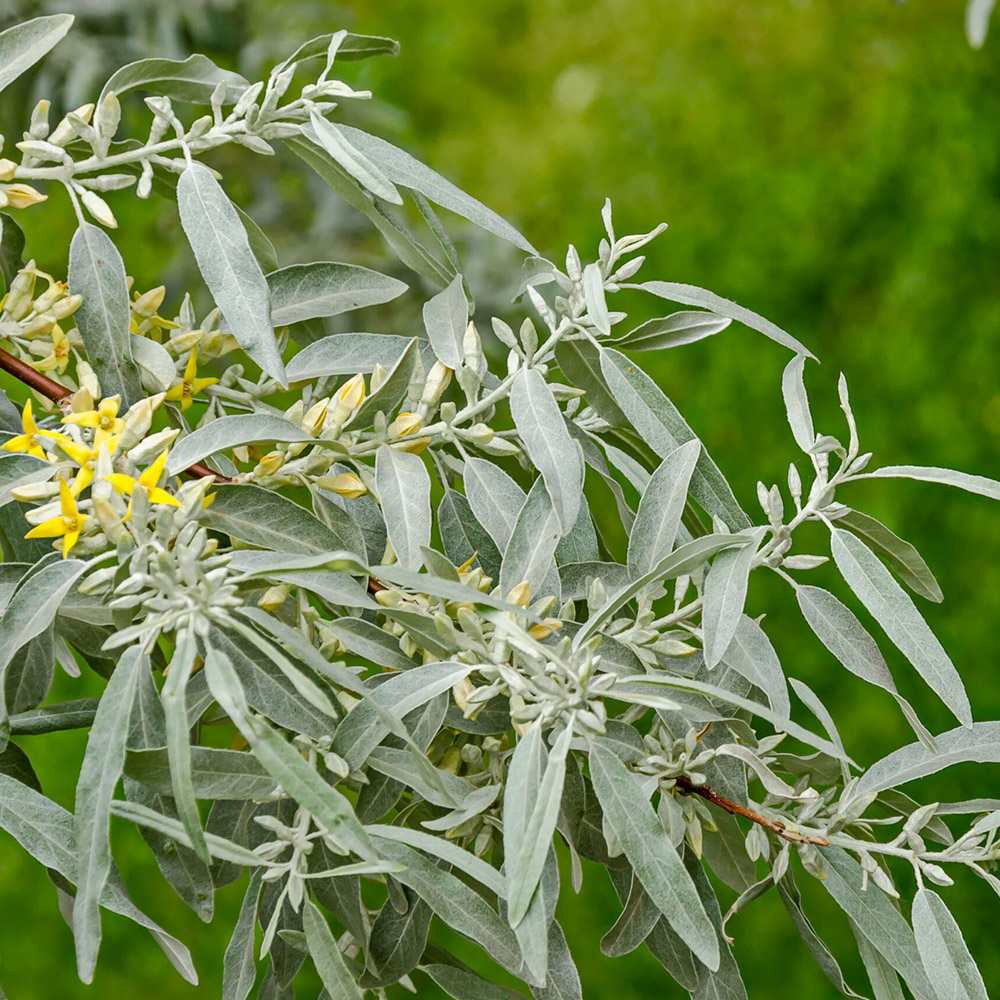 Salcie Alba (Salix alba), cu frunze argintii luminoase