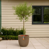 Salcie ornamentala (Salix Palmowa) cu frunze late decorative si crestere rapida, arbore rezistent pentru gradini din Romania