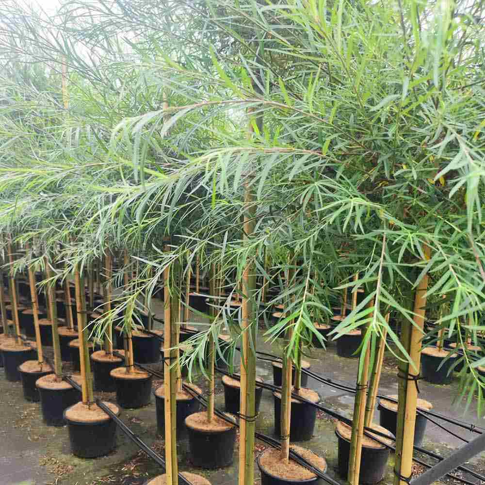 Salcie ornamentala (Salix Palmowa) cu frunze late decorative si crestere rapida, arbore rezistent pentru gradini din Romania