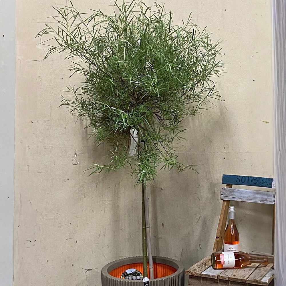 Salcie ornamentala (Salix Palmowa) cu frunze late decorative si crestere rapida, arbore rezistent pentru gradini din Romania