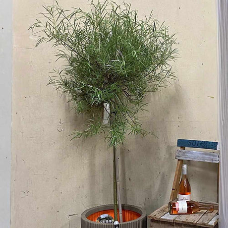 Salcie ornamentala (Salix Palmowa) cu frunze late decorative si crestere rapida, arbore rezistent pentru gradini din Romania