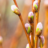 Salcie Purpurie Pitica (Salix purpurea), arbust ornamental cu crestere rapida, frunzis argintiu-verde, ramuri subtirii purpurii-rosii, gard viu, coroana rotunjita