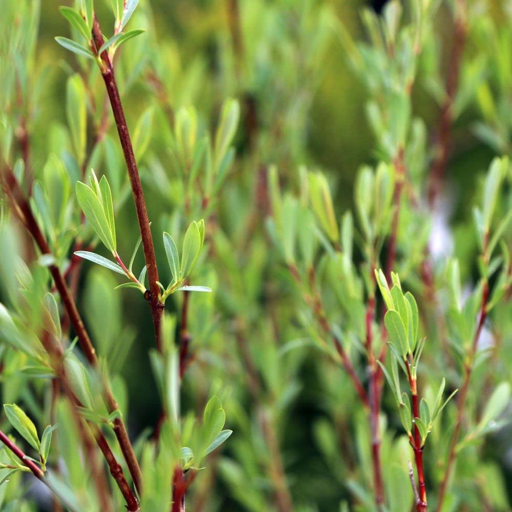 Salcie Purpurie Pitica (Salix purpurea), arbust ornamental cu crestere rapida, frunzis argintiu-verde, ramuri subtirii purpurii-rosii, gard viu, coroana rotunjita