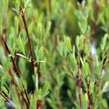 Salcie Purpurie Pitica (Salix purpurea), arbust ornamental cu crestere rapida, frunzis argintiu-verde, ramuri subtirii purpurii-rosii, gard viu, coroana rotunjita