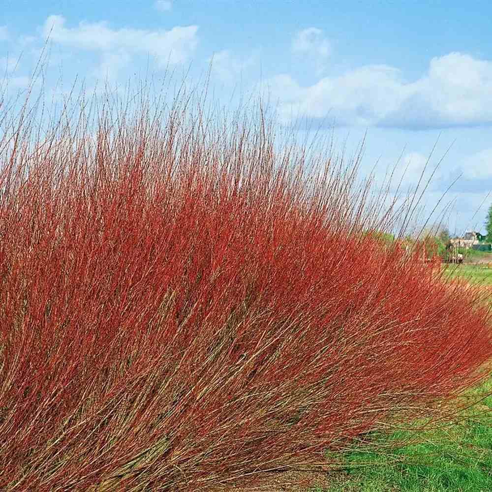 Salcie Purpurie Pitica (Salix purpurea), arbust ornamental cu crestere rapida, frunzis argintiu-verde, ramuri subtirii purpurii-rosii, gard viu, coroana rotunjita