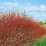 Salcie Purpurie Pitica (Salix purpurea), arbust ornamental cu crestere rapida, frunzis argintiu-verde, ramuri subtirii purpurii-rosii, gard viu, coroana rotunjita