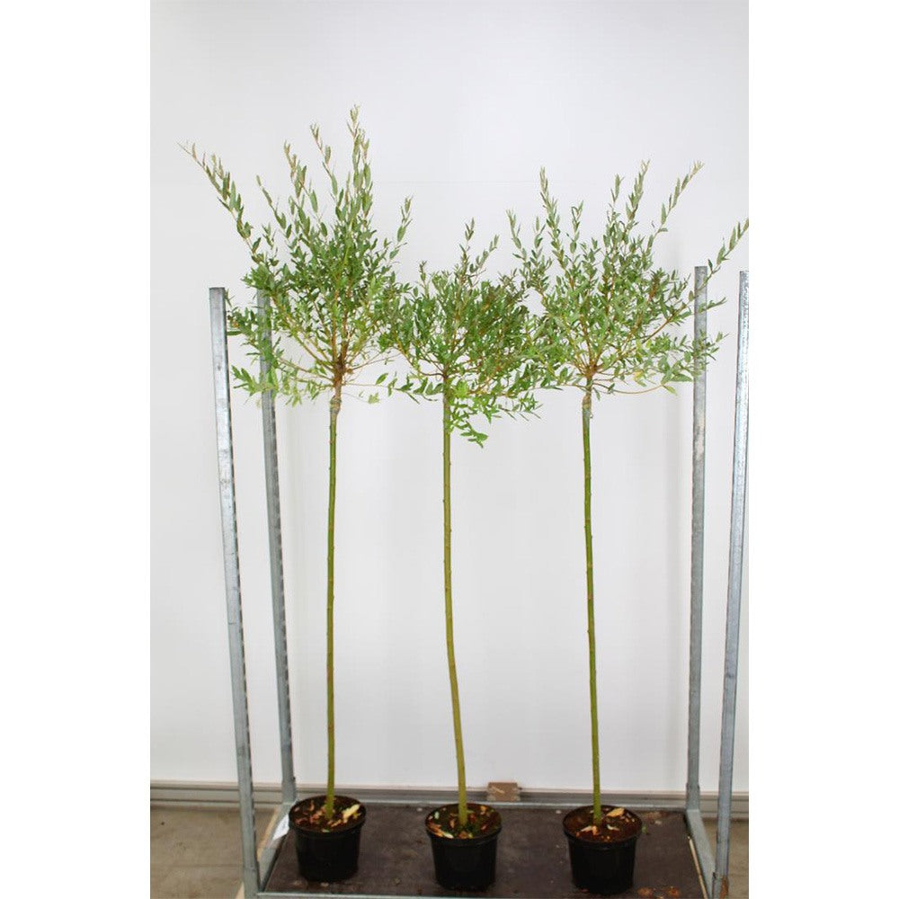 Salcie japoneza Tricolora Hakuro Nishiki Tip Copac, copac decorativ cu frunzis roz-alb spectaculos, crestere rapida, ideal pentru gradini si alei elegante