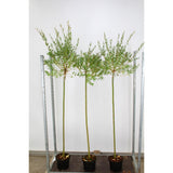 Salcie japoneza Tricolora Hakuro Nishiki Tip Copac, copac decorativ cu frunzis roz-alb spectaculos, crestere rapida, ideal pentru gradini si alei elegante