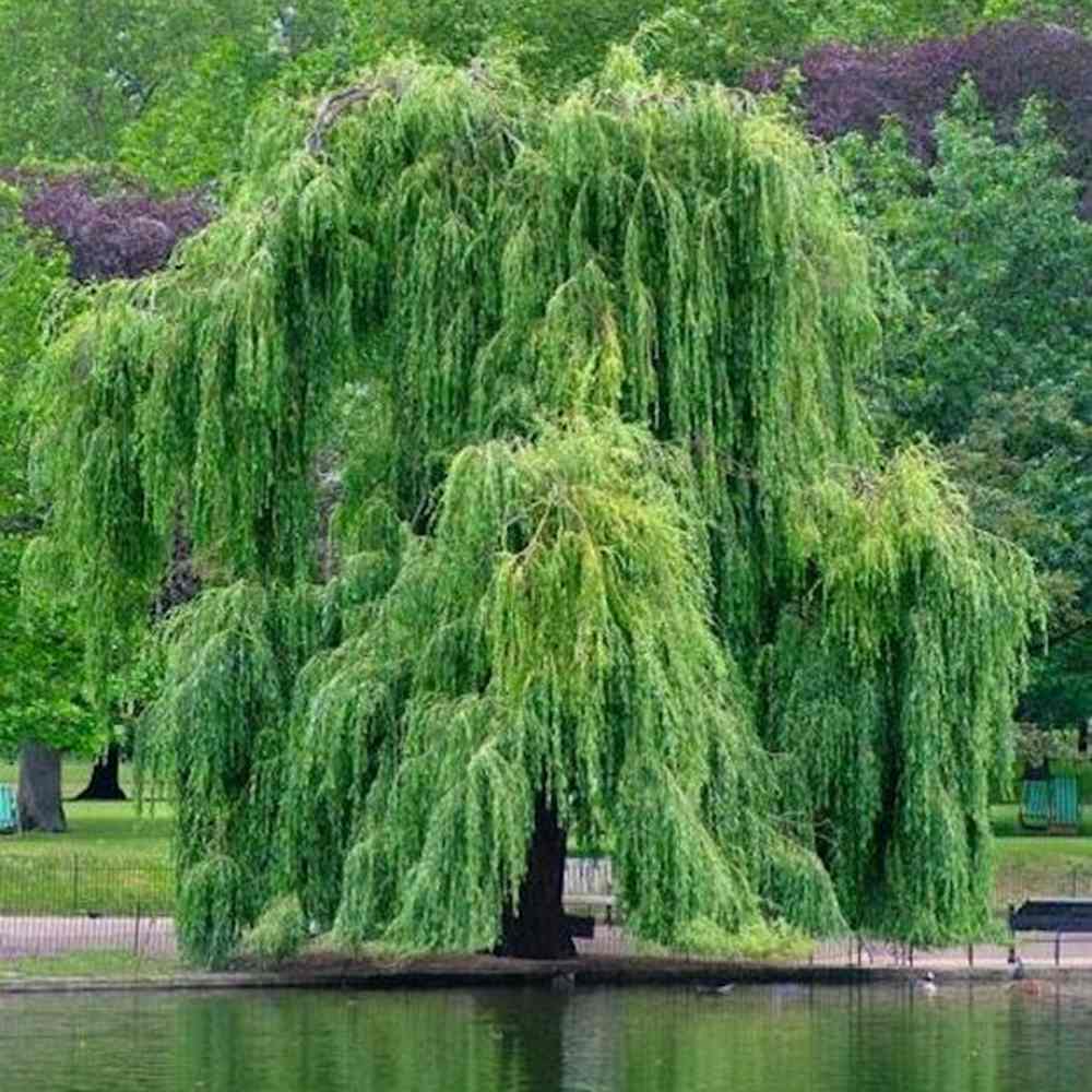 Salix Rasucita babylonica Tortuosa, salcie decorativa cu ramuri rasucite, crestere rapida, rezistenta frig