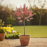 Salcie Pitica Copacel Japoneza Mount Aso, cu matisori roz-somon, arbust ornamental compact, rezistent la ger
