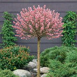 Salcie Pitica Copacel Japoneza Mount Aso, cu matisori roz-somon, arbust ornamental compact, rezistent la ger