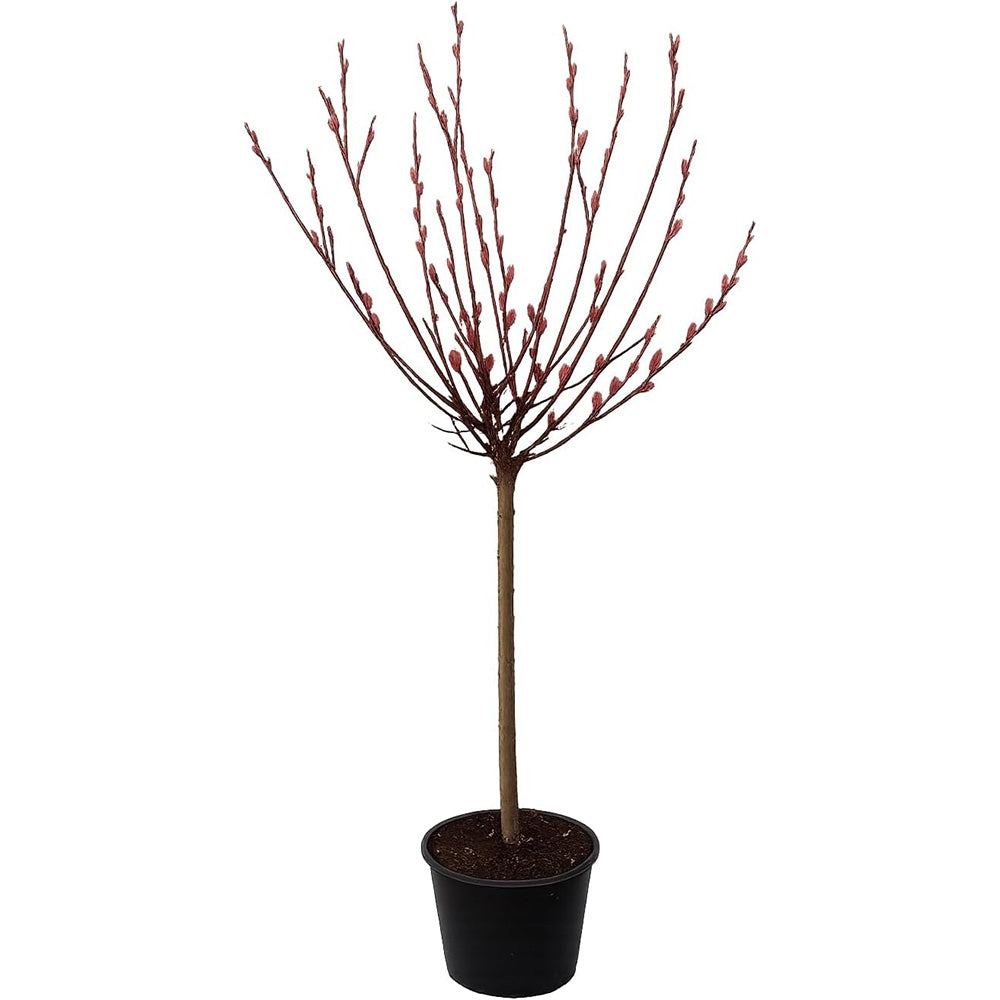 Salcie Pitica Copacel Japoneza Mount Aso, cu matisori roz-somon, arbust ornamental compact, rezistent la ger