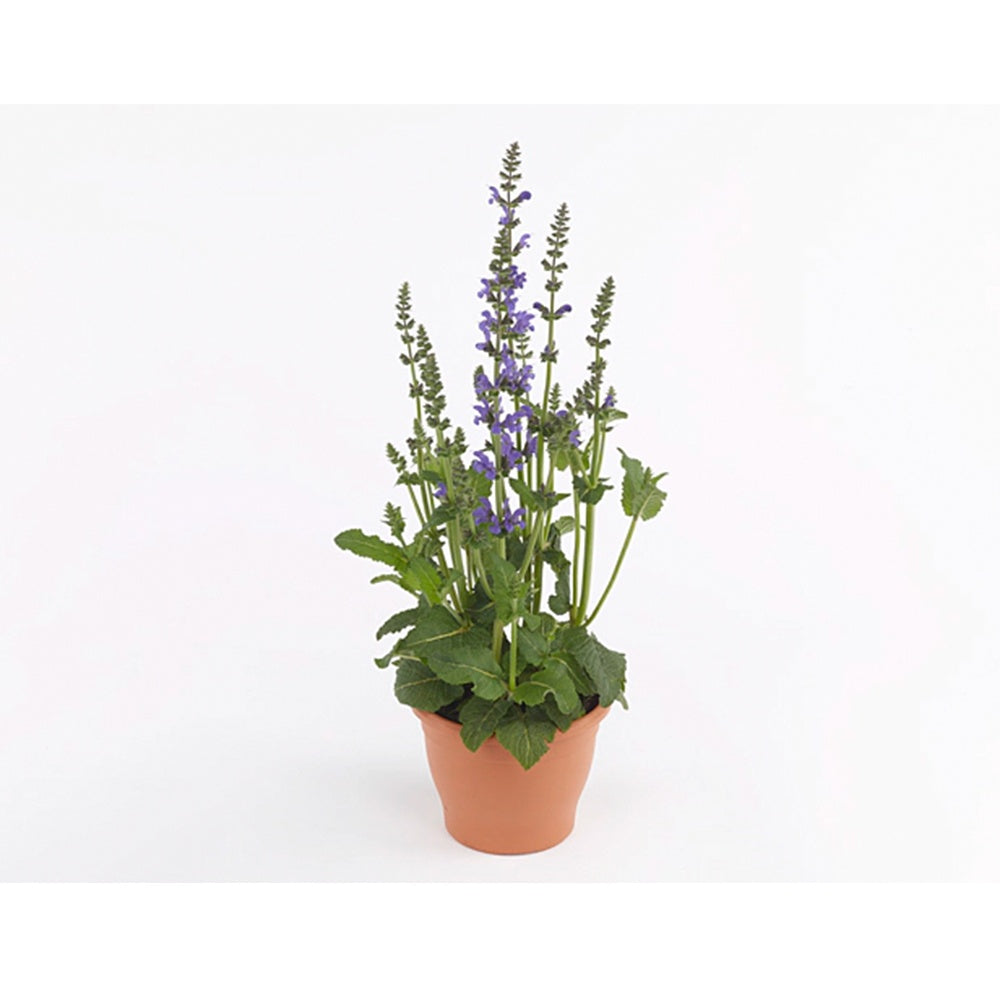Salvia Fashionista Midnight Model, perena cu flori mov inchis, inflorire lunga, atractiva pentru albine