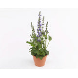 Salvia Fashionista Midnight Model, perena cu flori mov inchis, inflorire lunga, atractiva pentru albine