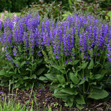 Salvia Fashionista Midnight Model, perena cu flori mov inchis, inflorire lunga, atractiva pentru albine