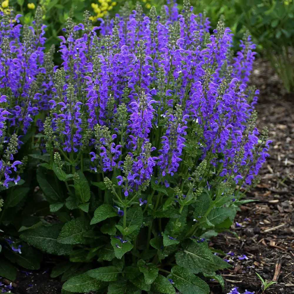 Salvia Fashionista Midnight Model, perena cu flori mov inchis, inflorire lunga, atractiva pentru albine