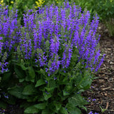 Salvia Fashionista Midnight Model, perena cu flori mov inchis, inflorire lunga, atractiva pentru albine