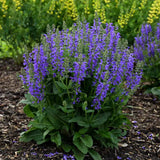 Salvia Fashionista Midnight Model, perena cu flori mov inchis, inflorire lunga, atractiva pentru albine