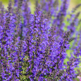 Salvia Fashionista Midnight Model, perena cu flori mov inchis, inflorire lunga, atractiva pentru albine