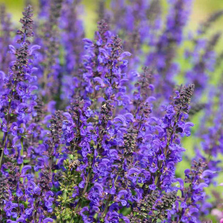 Salvia Fashionista Midnight Model, perena cu flori mov inchis, inflorire lunga, atractiva pentru albine