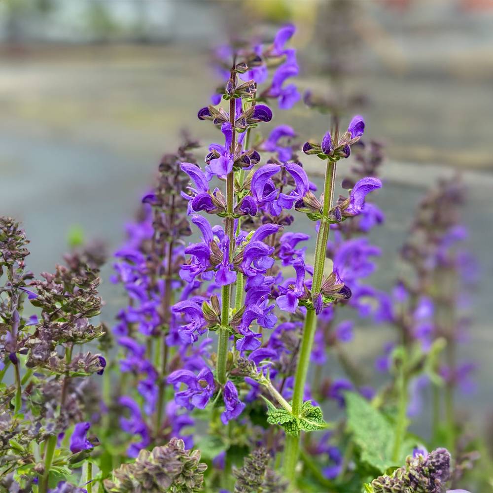 Salvia Fashionista Midnight Model, perena cu flori mov inchis, inflorire lunga, atractiva pentru albine