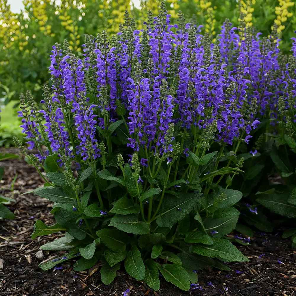 Salvia Fashionista Midnight Model, perena cu flori mov inchis, inflorire lunga, atractiva pentru albine