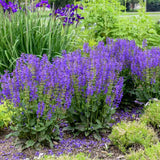 Salvia Fashionista Midnight Model, perena cu flori mov inchis, inflorire lunga, atractiva pentru albine