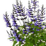 Salvia Salgoon Lake Baikal, Salvia Salgoon Lake Baikal planta perena cu flori albastre parfumate atragatoare pentru albine