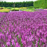 Salvie de Padure Rose Queen, flori roz intens, parfum puternic,  frunzis aromat, inflorire lunga