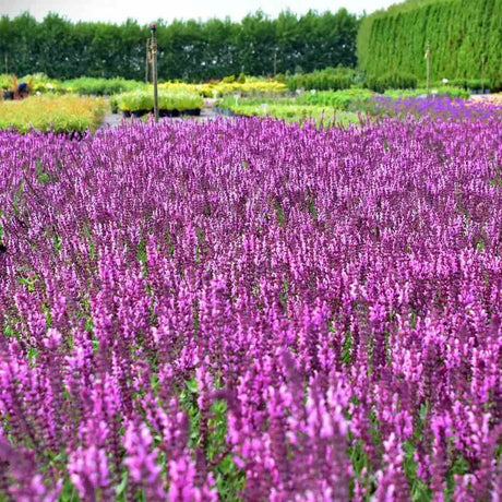 Salvie de Padure Rose Queen, flori roz intens, parfum puternic,  frunzis aromat, inflorire lunga