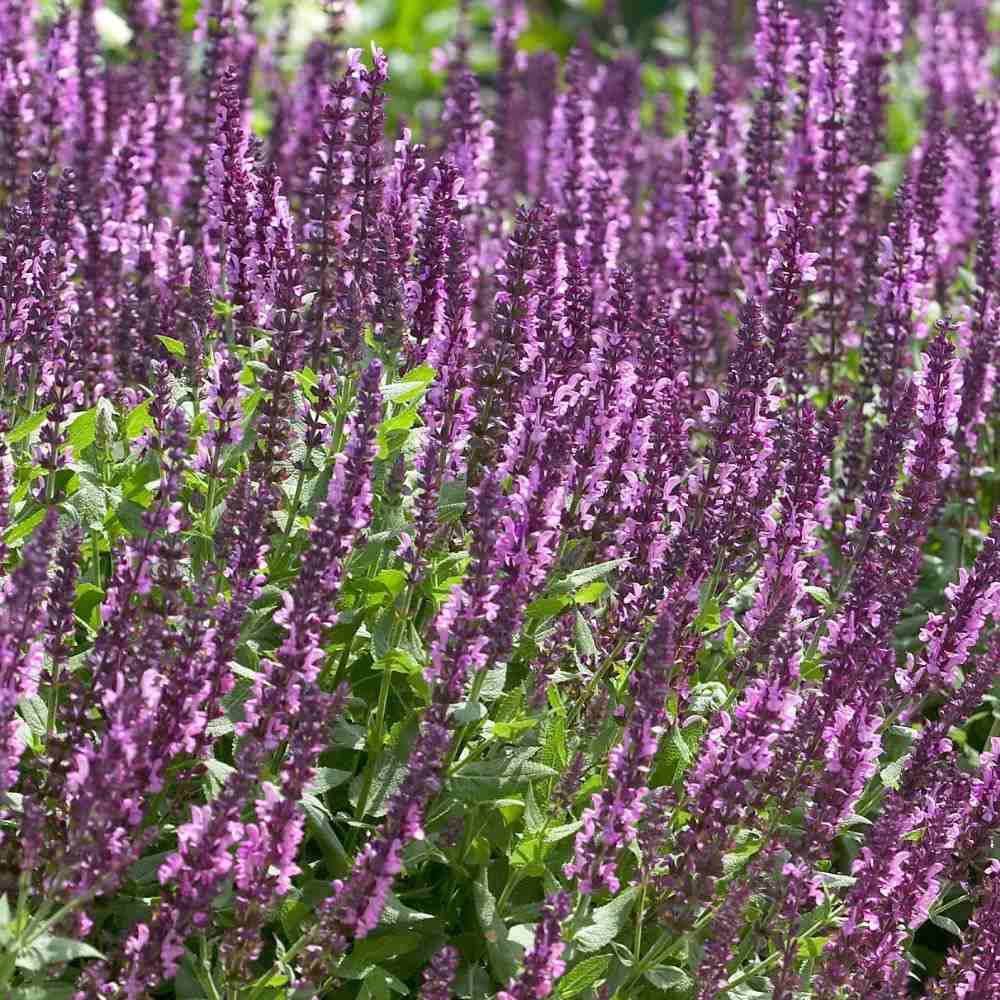 Salvie de Padure Rose Queen, flori roz intens, parfum puternic,  frunzis aromat, inflorire lunga