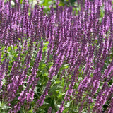 Salvie de Padure Rose Queen, flori roz intens, parfum puternic,  frunzis aromat, inflorire lunga
