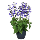 Salvia Salgoon Lake Blueberry planta perena cu flori albastre parfumate