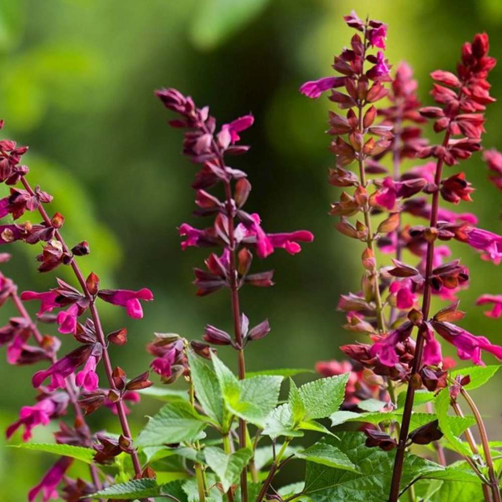 Salvia Salgoon Lake Flamingo, planta perena cu flori roz atragatoare si rezistenta la seceta